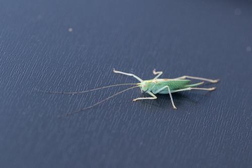 Réf. 236 561 : Meconema thalassinum